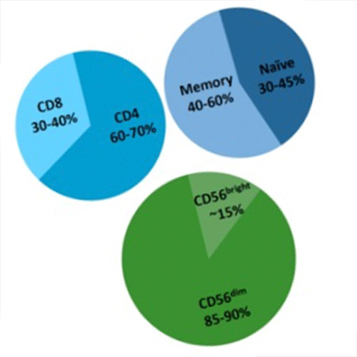 lymphocytes